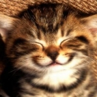 Usmiech kota
