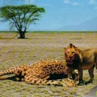 Leão Africano fotki