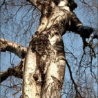 Sexowne drzewo
