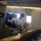 Panda w samolocie