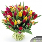 tulipany piekne kwiaty 1