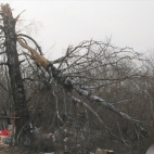 Drzewo, o które zahaczył lewym skrzydłem prezydencki Tu-154