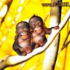 2 małpki