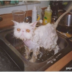 kot wpadł do mleka