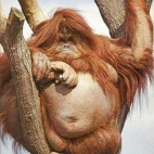 wypasiony orangutan