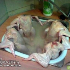 Kąpiel kurczaków ;)