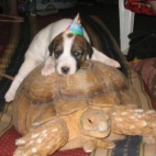 Pies po imprezie odpoczywa na żółwiu :p