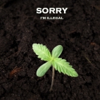 Sorry,I'm illegal