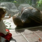 Orangutan pozdrawia dzieci w ZOO