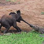 elephants story - czyli jak krokodyle polują na młode słonie