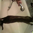 Kapiel kota w wannie