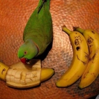 Papużka i banany