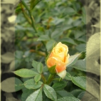 Róza herbaciana
