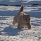 Kotek w śniegu