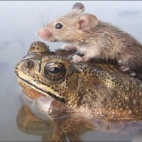 myszka i żaba