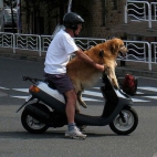 Pies na skuterze