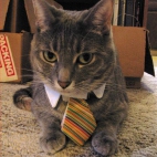 Kot z krawatem