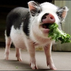 świnka z brokułem