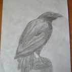 corvus corax