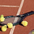 kurczaki do tenisa
