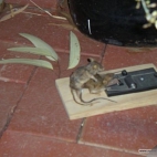 Mysz posuwa zdechlą mysz