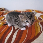 Mały kotek #2