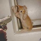 Pistolet w kota
