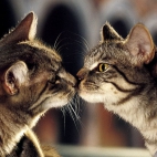 Całujące się kociaki (BuKA)