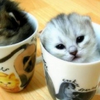 miniaturowe kotki