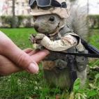 Uzbrojona wiewiórka