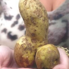 ziemniak w kształcie penisa
