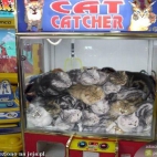 automat z kotami