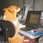 pies przed komputerem