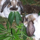 Zajaczki Weed'a :D