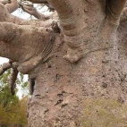 taki maluski baobab