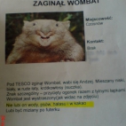 Zaginął Wombat