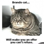 Brando Cat