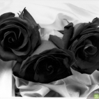 czarne roze