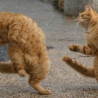 koty tancza breaka