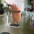 fitness-pig