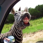 Uśmiech zebry bezcenny