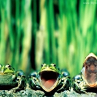 Śmieszne żaby