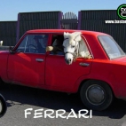 Ferrari... nie widać?
