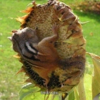 wiewiórka na słoneczniku