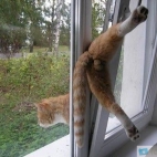Kot wychodzący przez okno