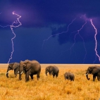 Słonie w burzy