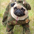 Pies wojskowy