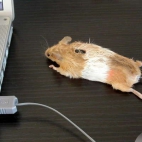 Myszka do komputera