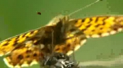 Natura.Motyl