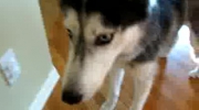 Gadający pies(Mishka) - nowe wideo
